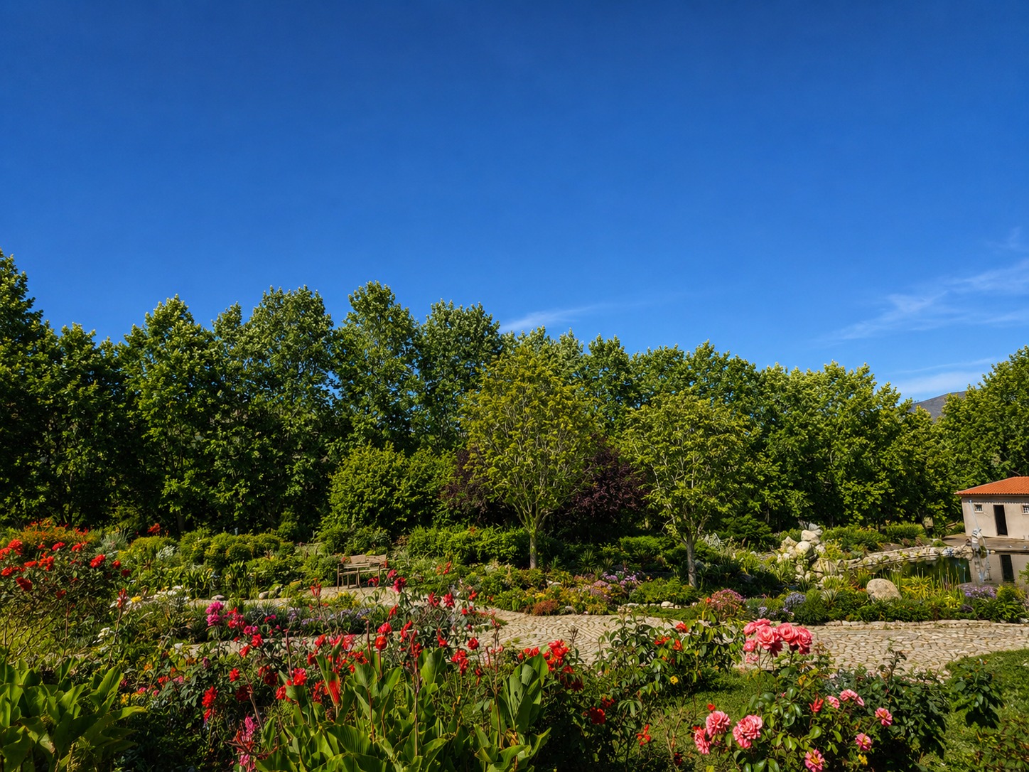A garden terrace of red flowers and stone paths beneath young trees