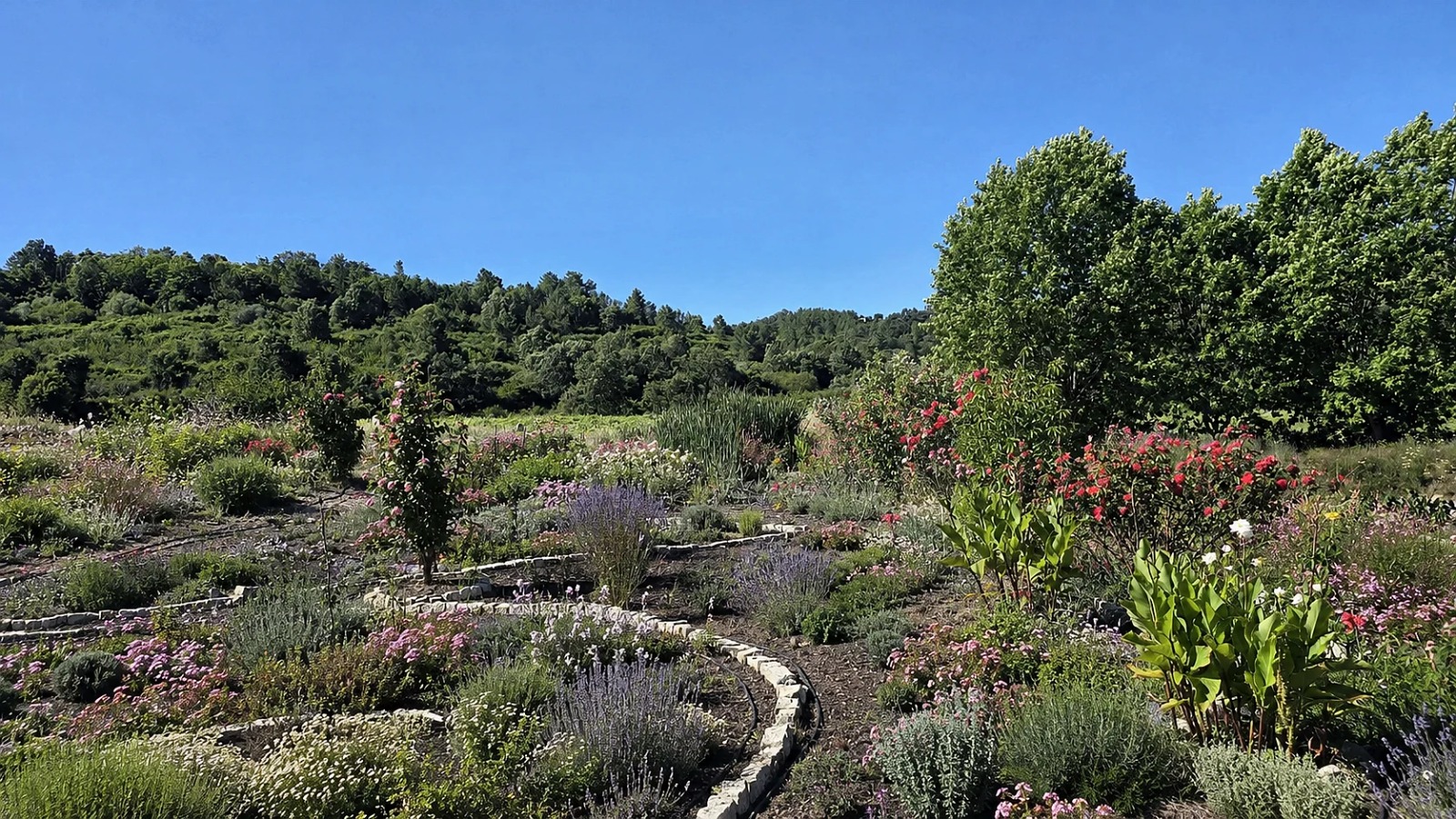 Circular garden paths planted with roses and lavender