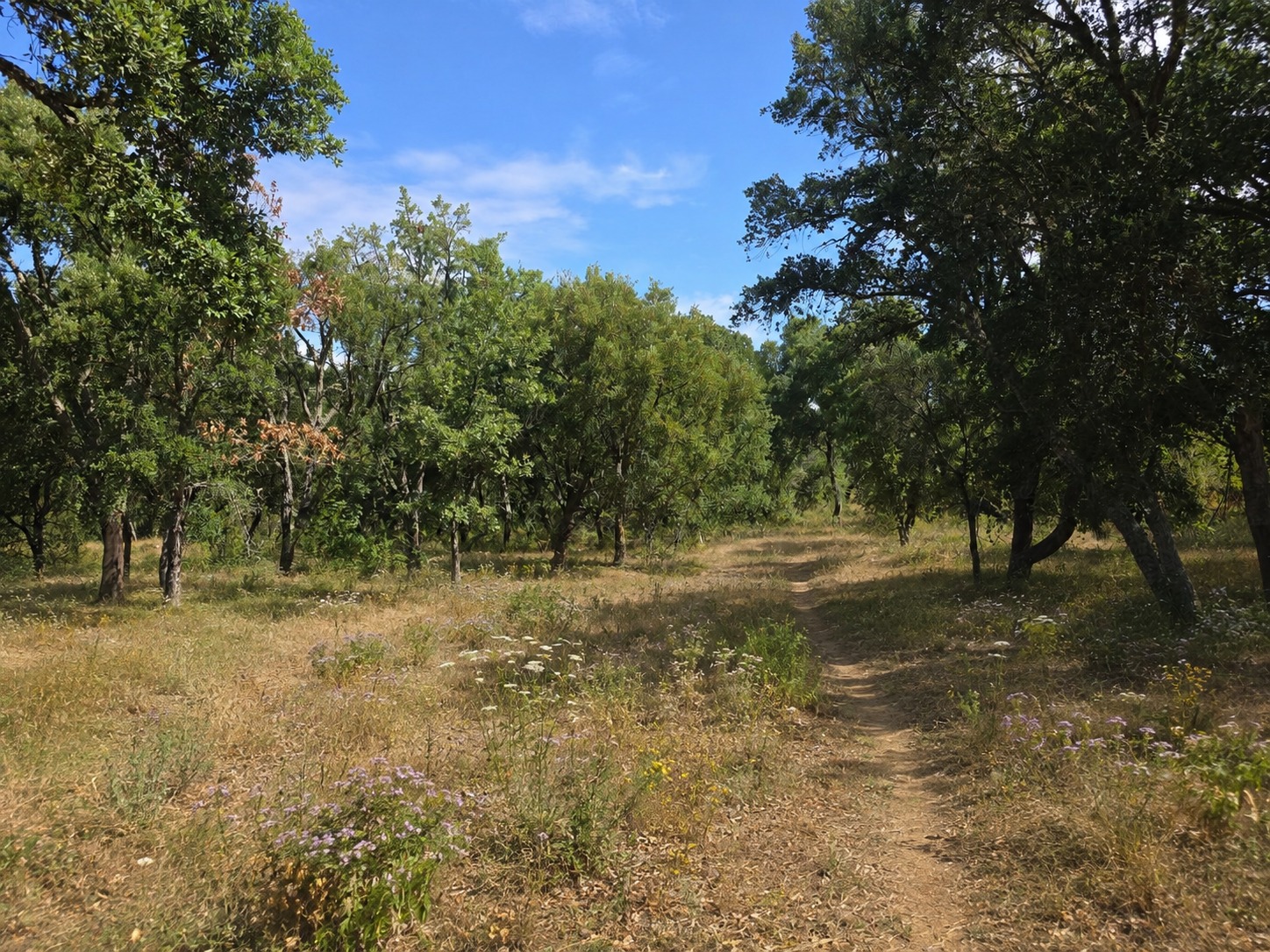 A footpath winding through open oak woodland
