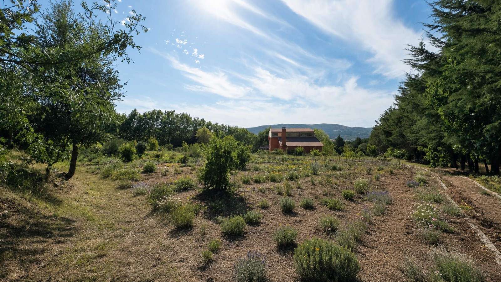 The main house seen across a young forest garden, with the Serra beyond