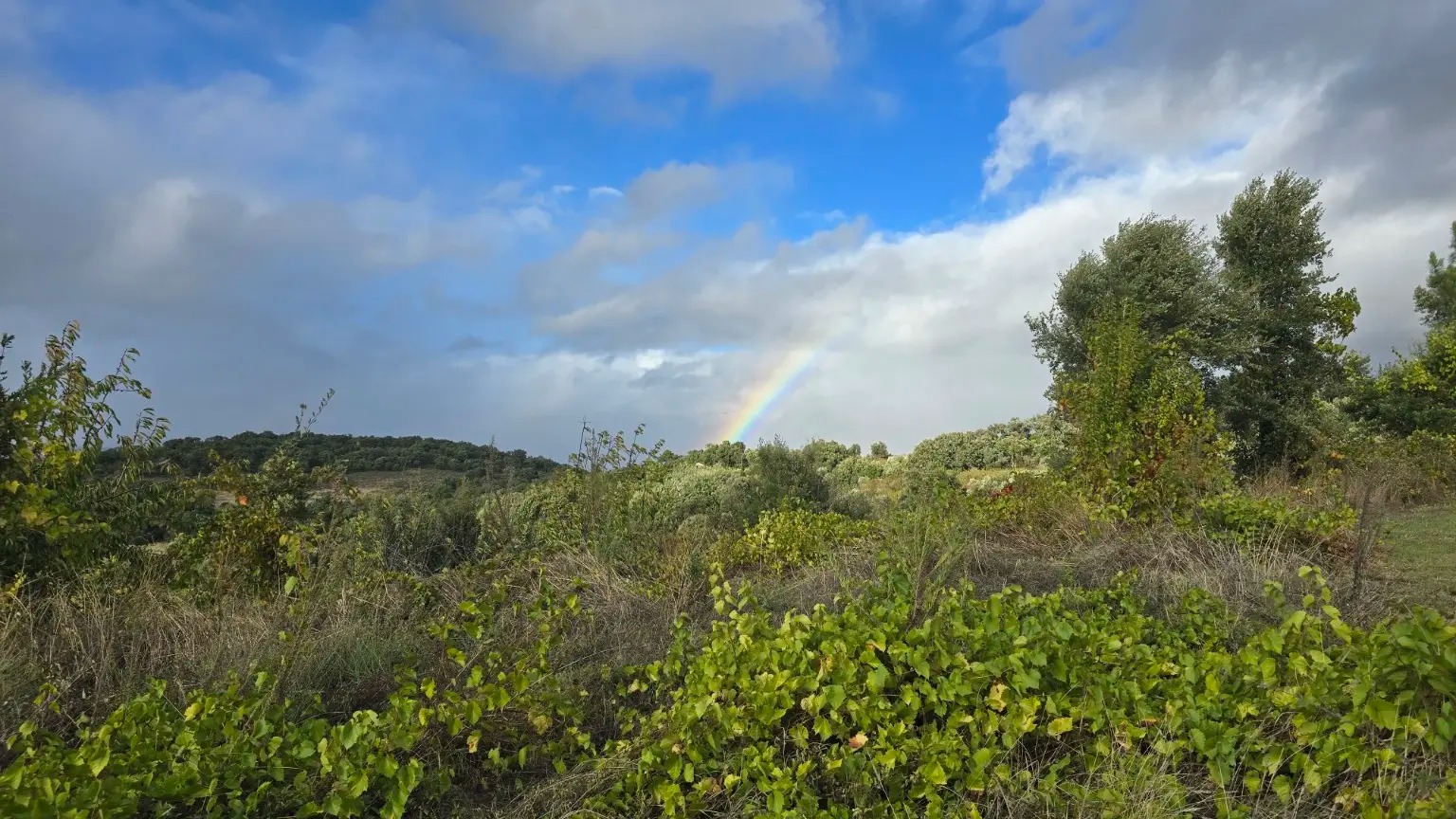 A rainbow over the vineyard and surrounding hills