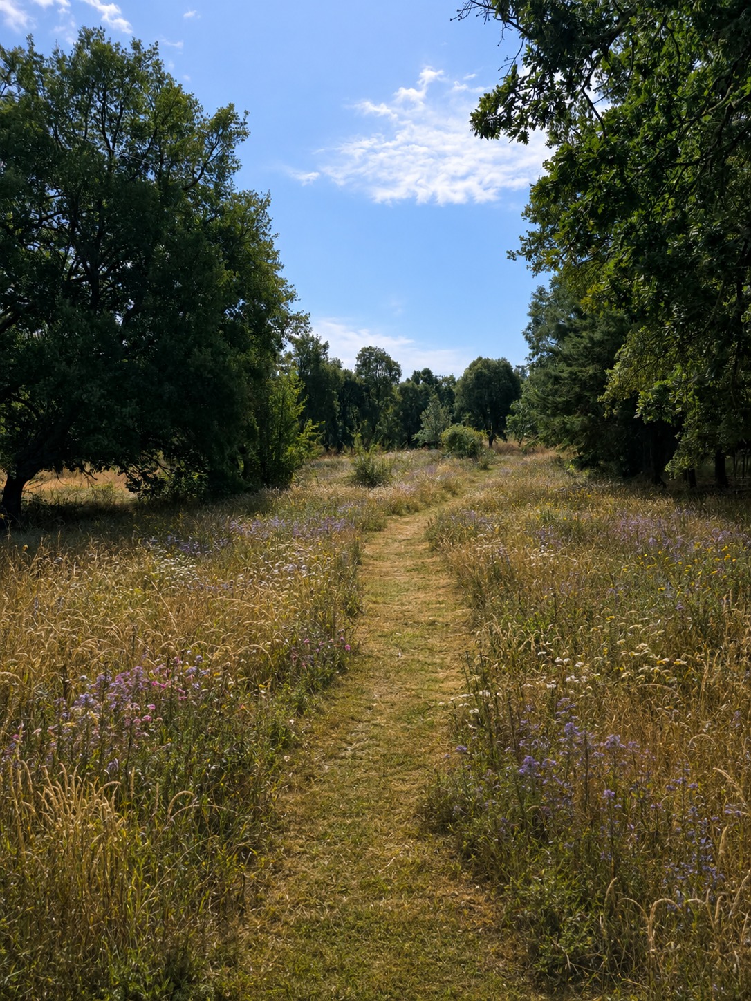 A mown path through a summer meadow of wildflowers and grasses