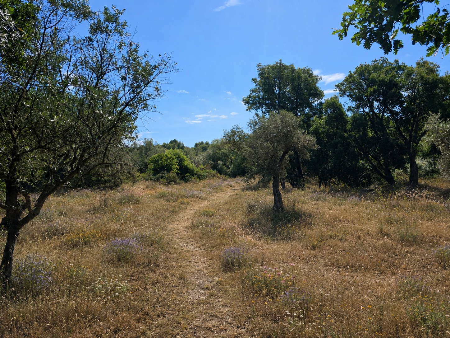 A dirt path curving uphill between olive trees and wildflowers