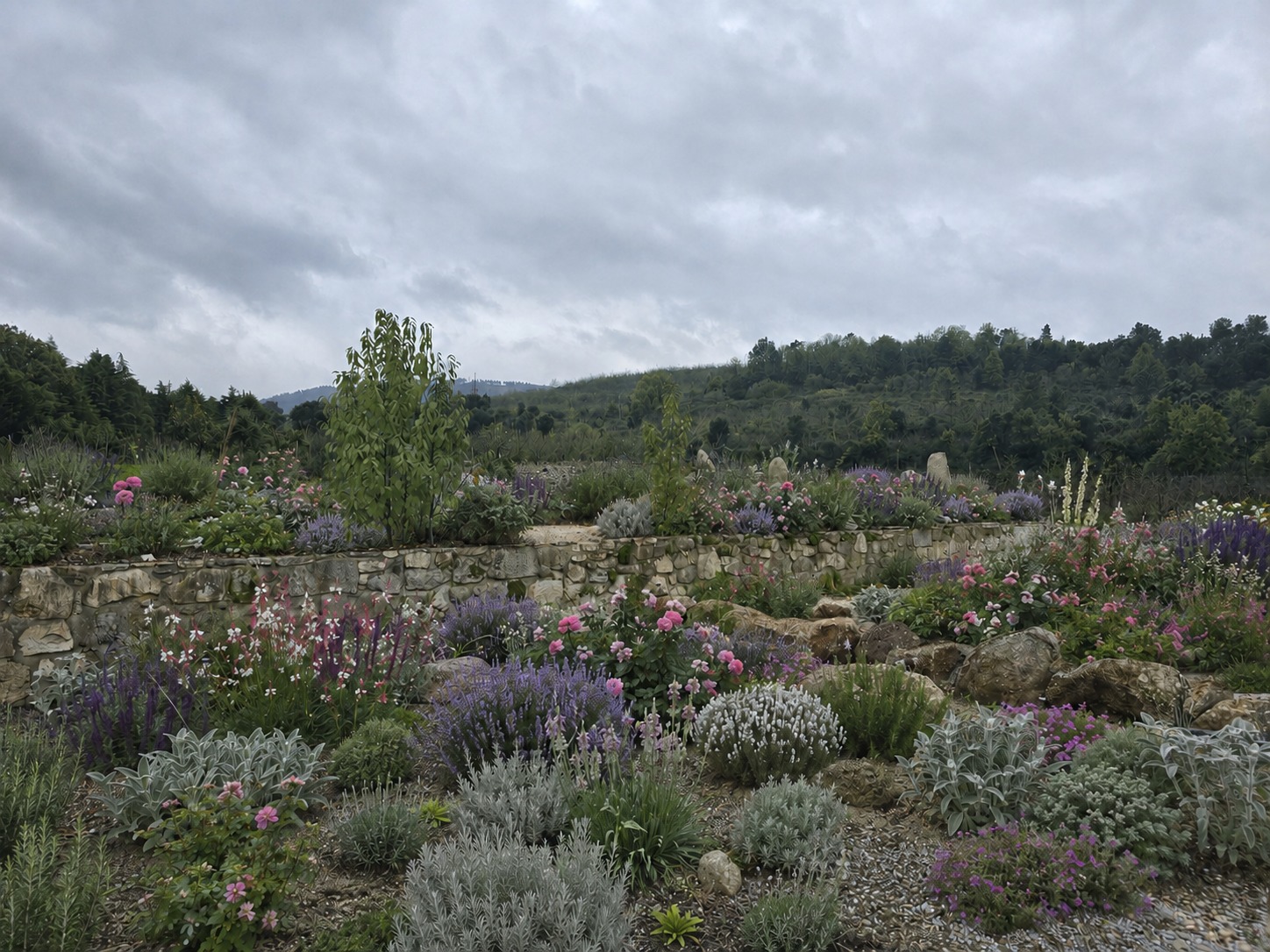 Restored stone terraces planted with roses, lavender and salvia