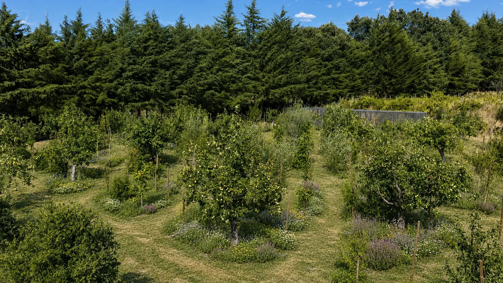 Young orchard trees in a meadow with evergreens behind