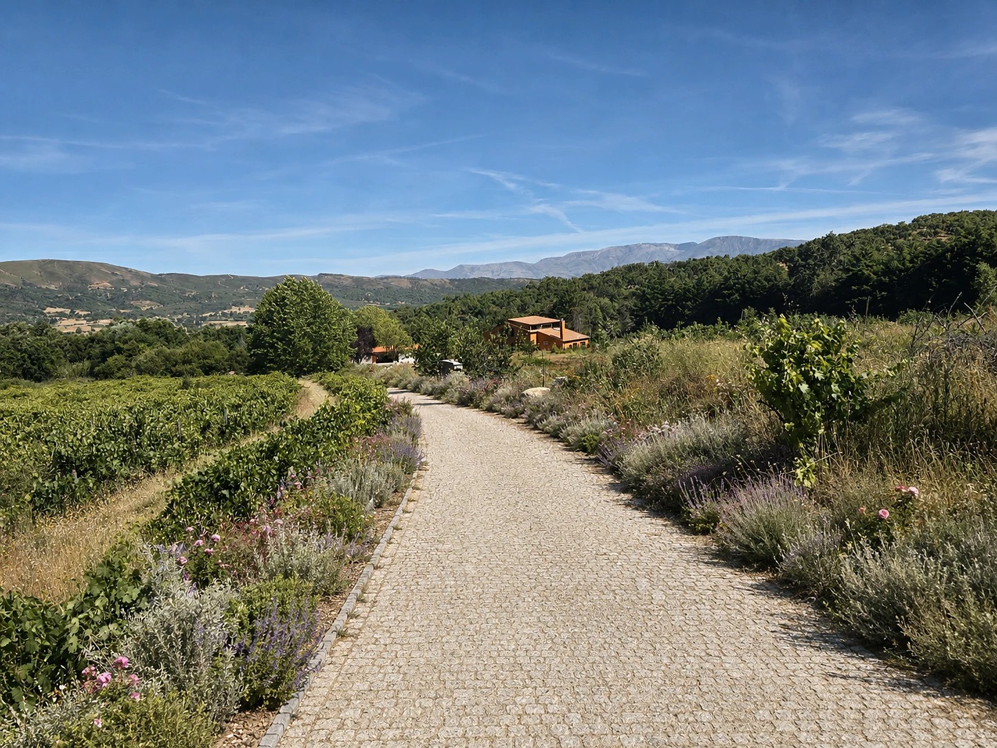 A cobbled path along the vineyard edge, terracotta house and the mountains beyond
